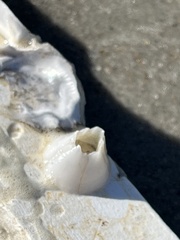 Amphibalanus eburneus