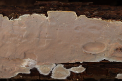 Scytinostroma hemidichophyticum