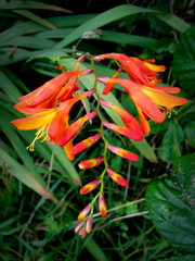 Crocosmia aurea