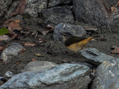 Myiothlypis fulvicauda