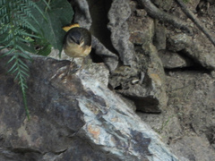 Myiothlypis fulvicauda