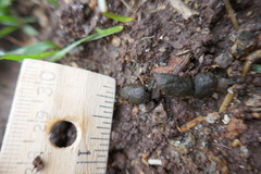 Otospermophilus beecheyi