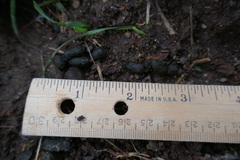 Otospermophilus beecheyi