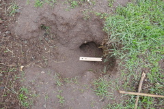 Otospermophilus beecheyi