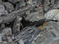 Myiothlypis fulvicauda