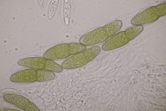 Pleomassaria carpini