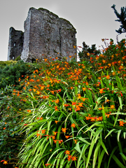 Crocosmia