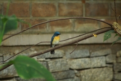 Cyornis tickelliae