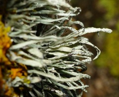 Ramalina cuspidata