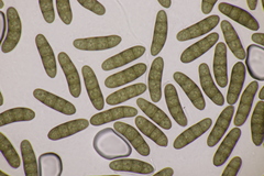 Stilbospora macrosperma