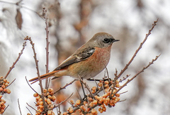 Phoenicurus erythronotus