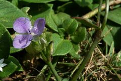 Murdannia nudiflora