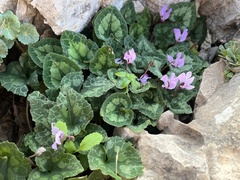 Cyclamen persicum