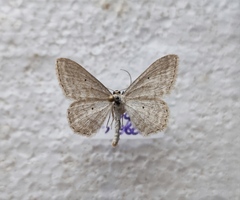 Scopula incanata