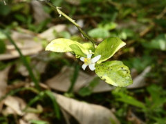 Citrus × aurantiifolia