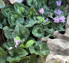 Cyclamen persicum