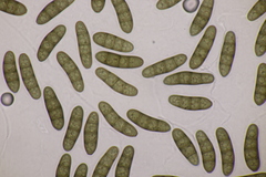 Stilbospora macrosperma