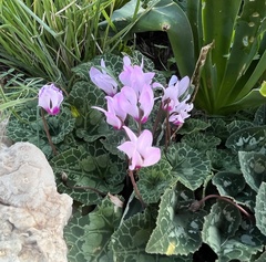 Cyclamen persicum