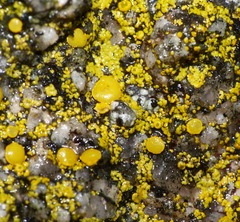 Flavoplaca