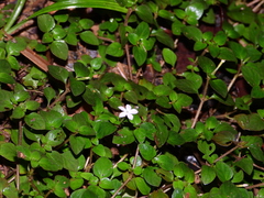 Sipanea biflora