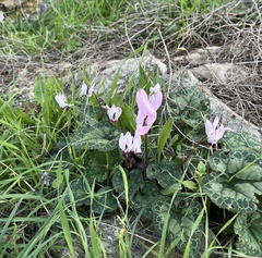 Cyclamen persicum