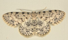 Scopula nigrinotata