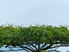 Hymenodictyon obovatum