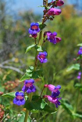 Penstemon spectabilis