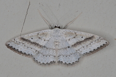 Scopula punctilineata