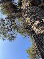 Pinus halepensis