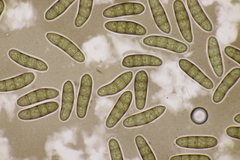 Stilbospora macrosperma