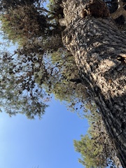 Pinus halepensis