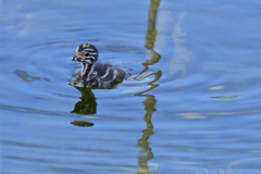 Tachybaptus dominicus