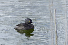 Tachybaptus dominicus