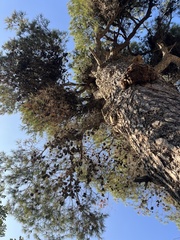 Pinus halepensis