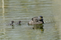 Tachybaptus dominicus