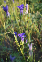 Gentianopsis detonsa