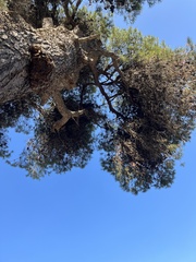 Pinus halepensis