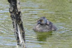 Tachybaptus dominicus