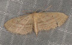 Scopula serena