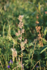 Thalictrum venulosum