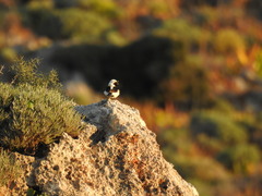 Oenanthe melanoleuca