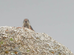 Ammospermophilus harrisii