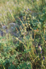 Thalictrum venulosum