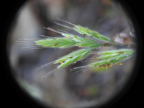 Intermediate Brome (Bromus intermedius)
