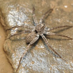 Pardosa mercurialis