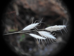 Bromus intermedius