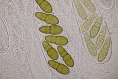 Splanchnonema pupula