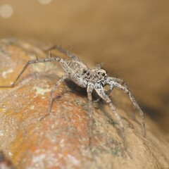Pardosa mercurialis
