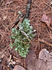 Platismatia tuckermanii